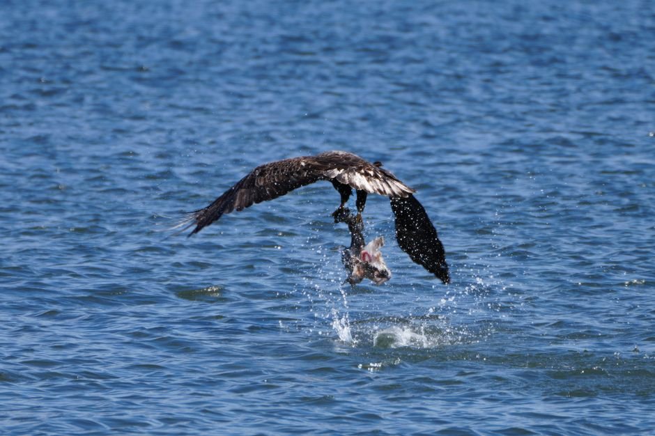 Sonhar com águia caçando peixe