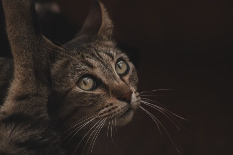 Sonhar com Animais: O Guia Completo dos Significados