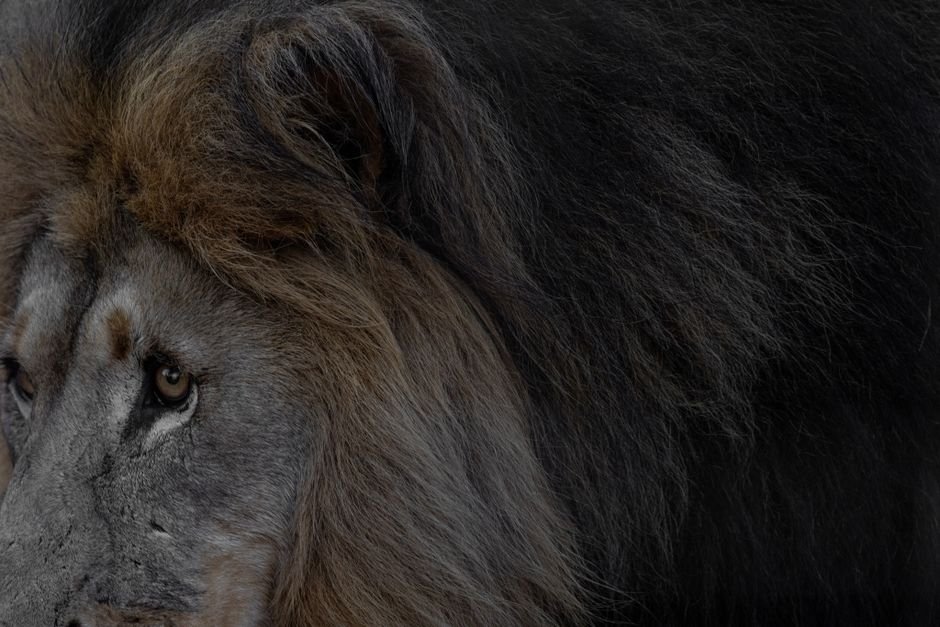 Animais domésticos e de fazenda