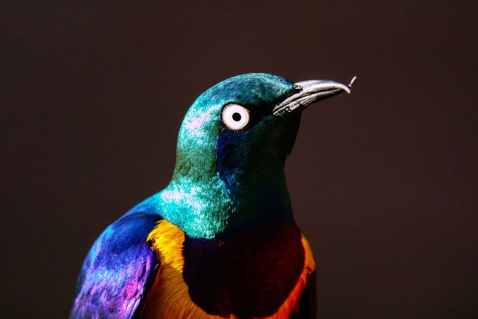 Animais selvagens