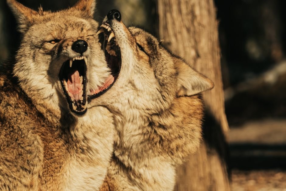 Sonhar com lobo atacando