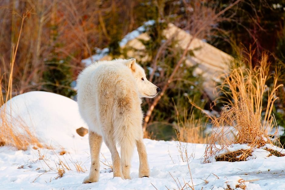 Sonhar com lobo branco