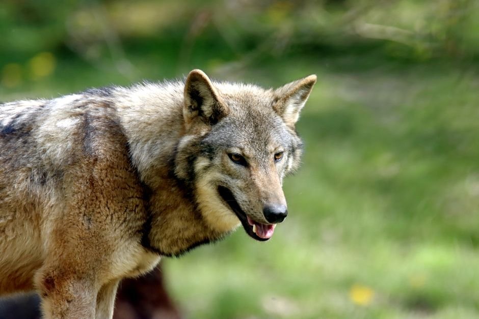 O que significa sonhar com lobo?