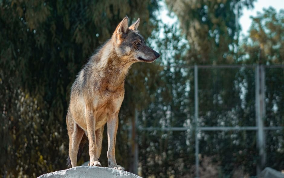 Sonhar com lobo manso ou que te acompanha