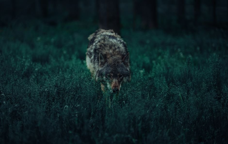 Sonhar com lobo preto