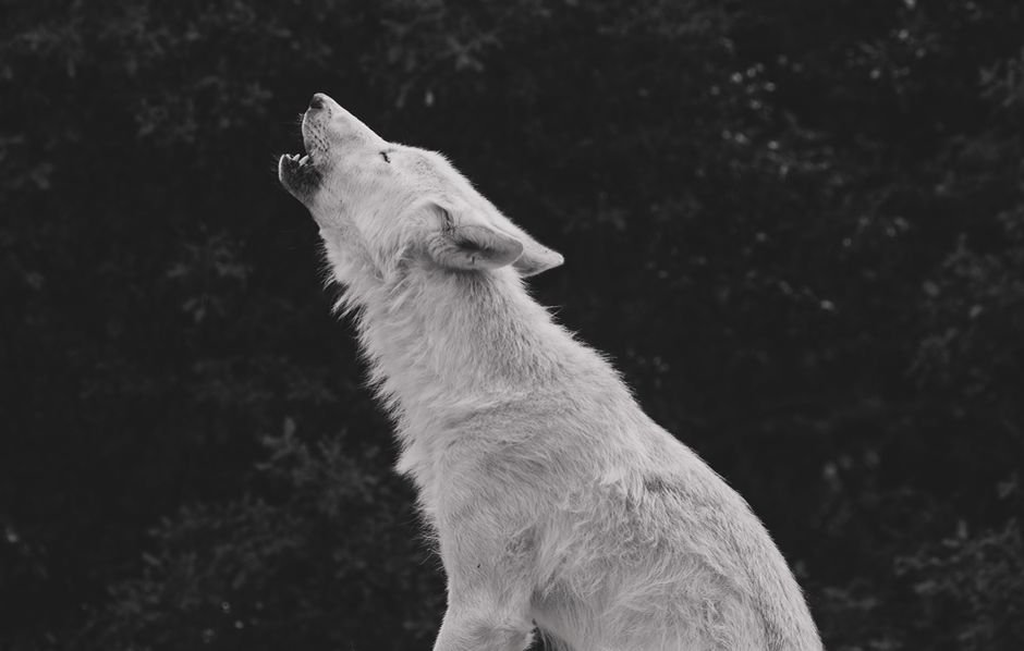 Sonhar com lobo uivando