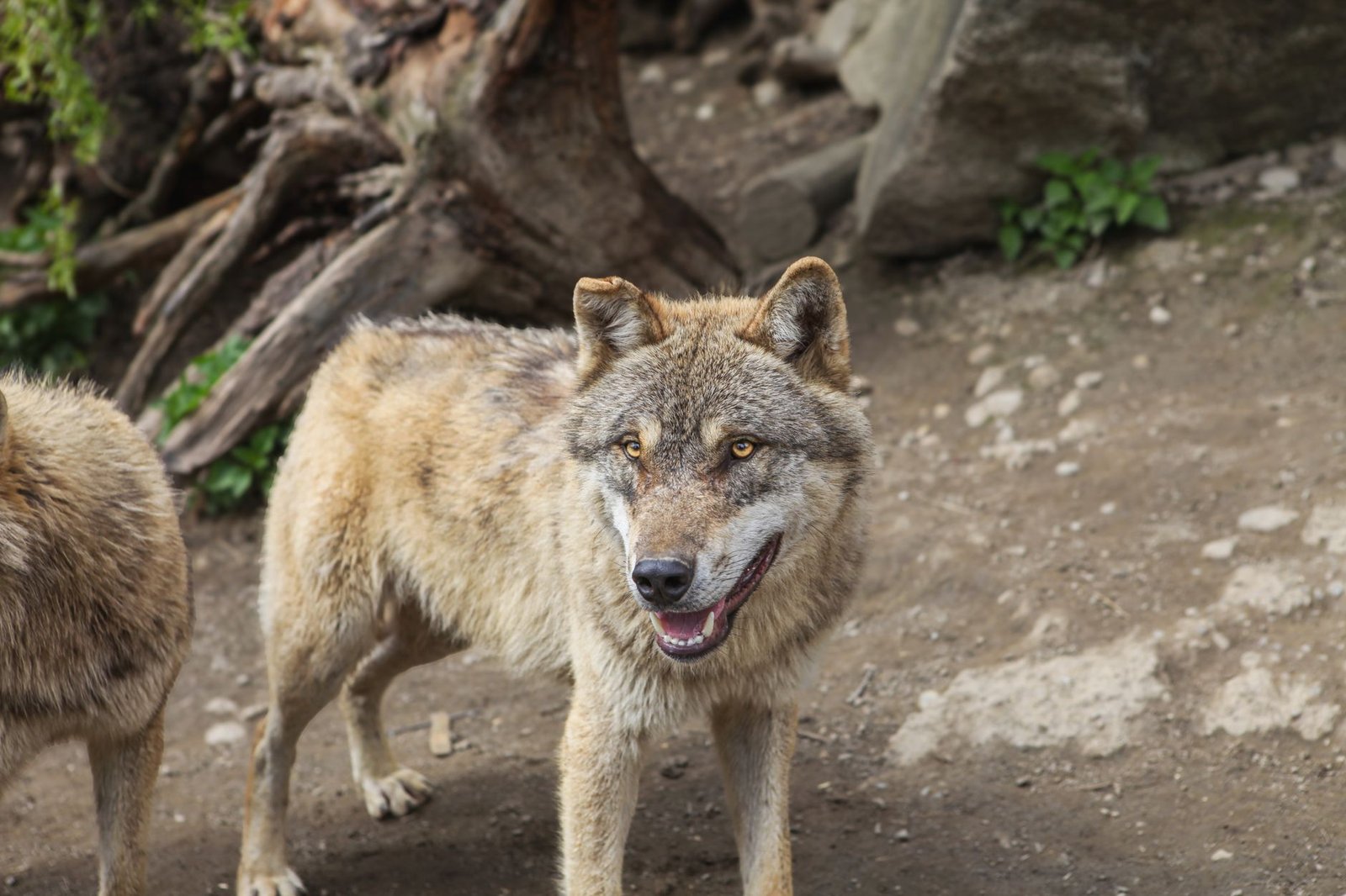 Sonhar com Lobo: Instinto, Lealdade ou Ameaça? 8 Significados