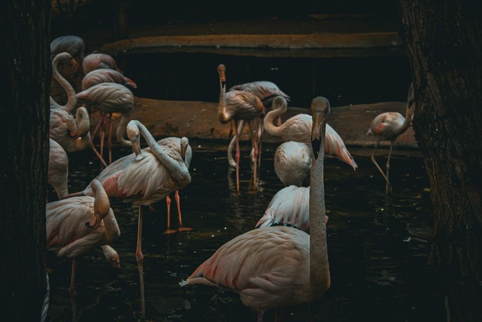 O que significa sonhar com flamingo?