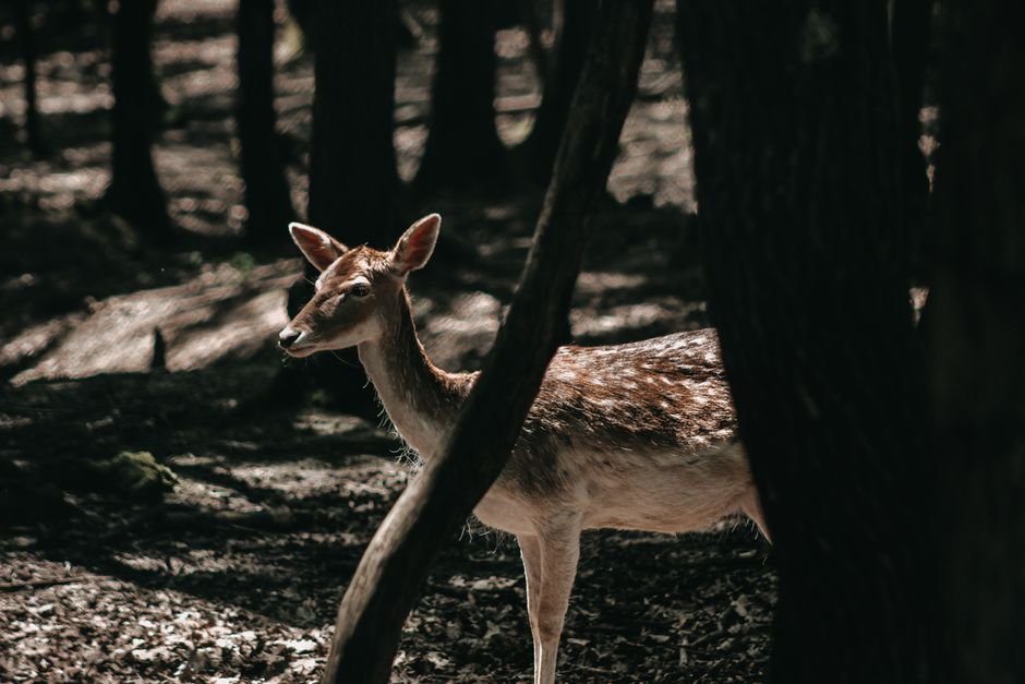 Sonhar com animais na floresta