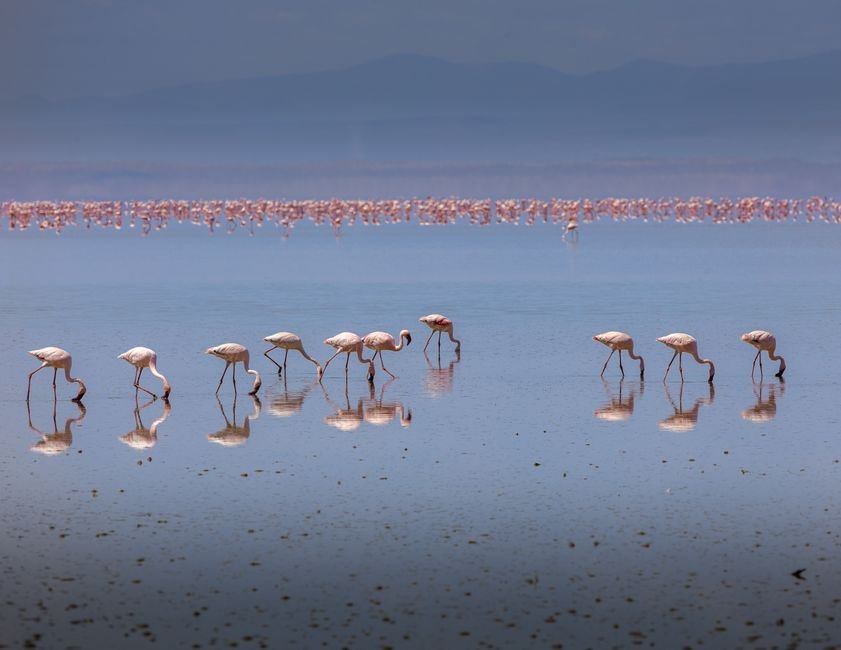 Sonhar com bando de flamingos