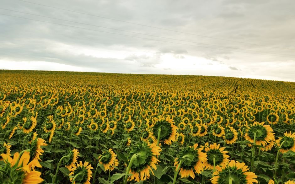 Sonhar com campo de girassóis