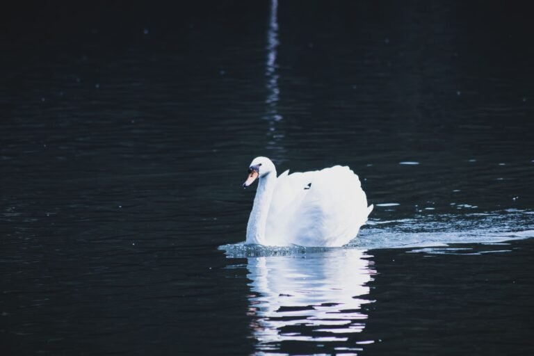 Sonhar com cisne: o que essa ave tão elegante revela sobre você?
