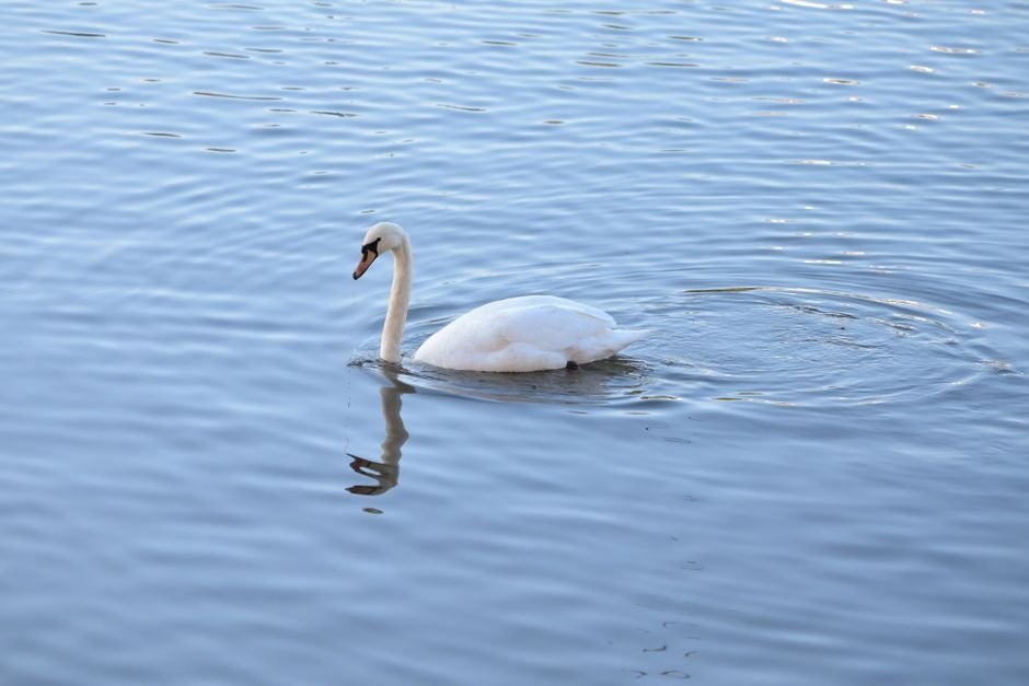 Sonhar com cisne branco