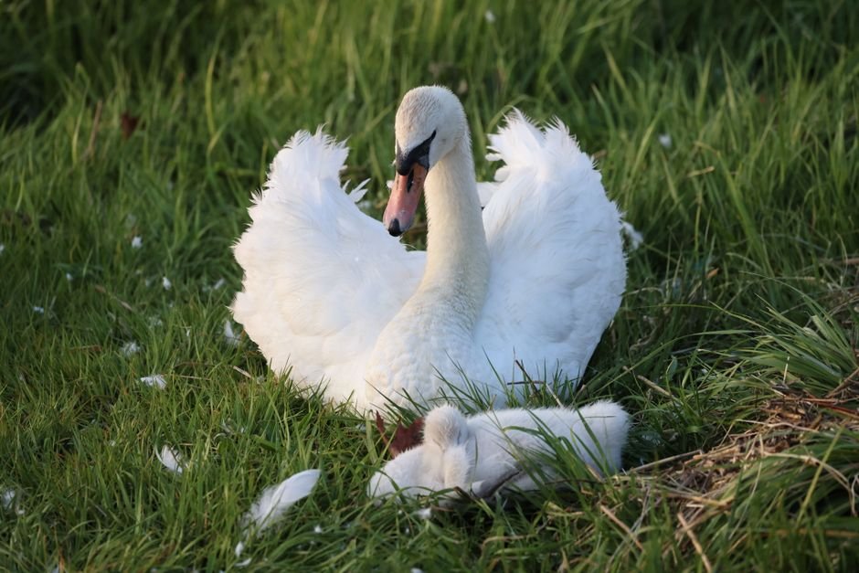 Sonhar com cisne machucado ou ferido