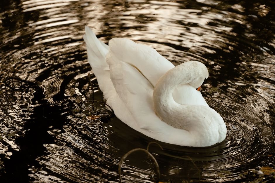 Sonhar com cisne nadando calmamente no lago