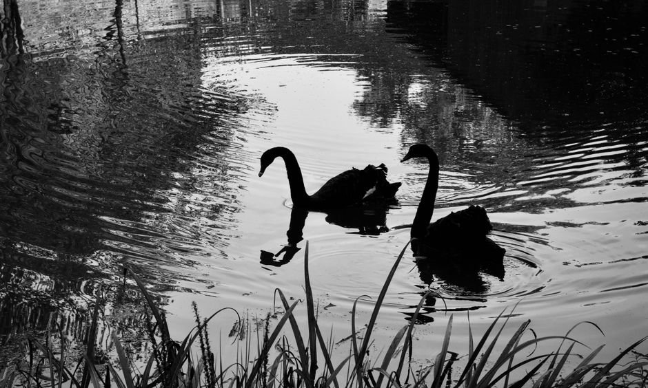 Sonhar com cisne negro