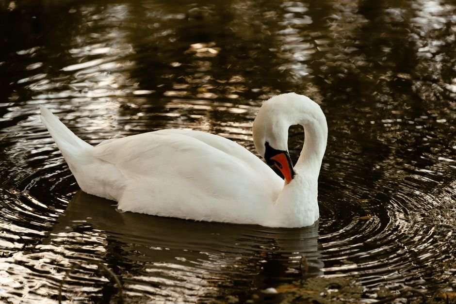 O que significa sonhar com cisne?