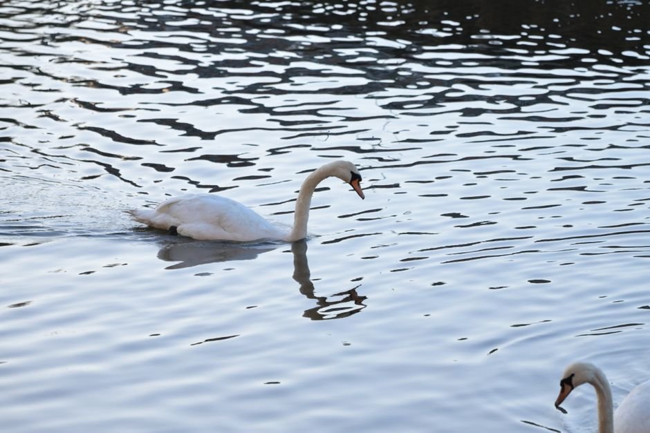 O que a psicologia dos sonhos diz sobre o cisne