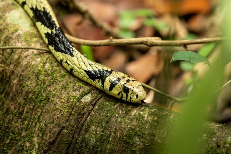 Sonhar com Cobra Amarela: O Que Isso Pode Realmente Significar?