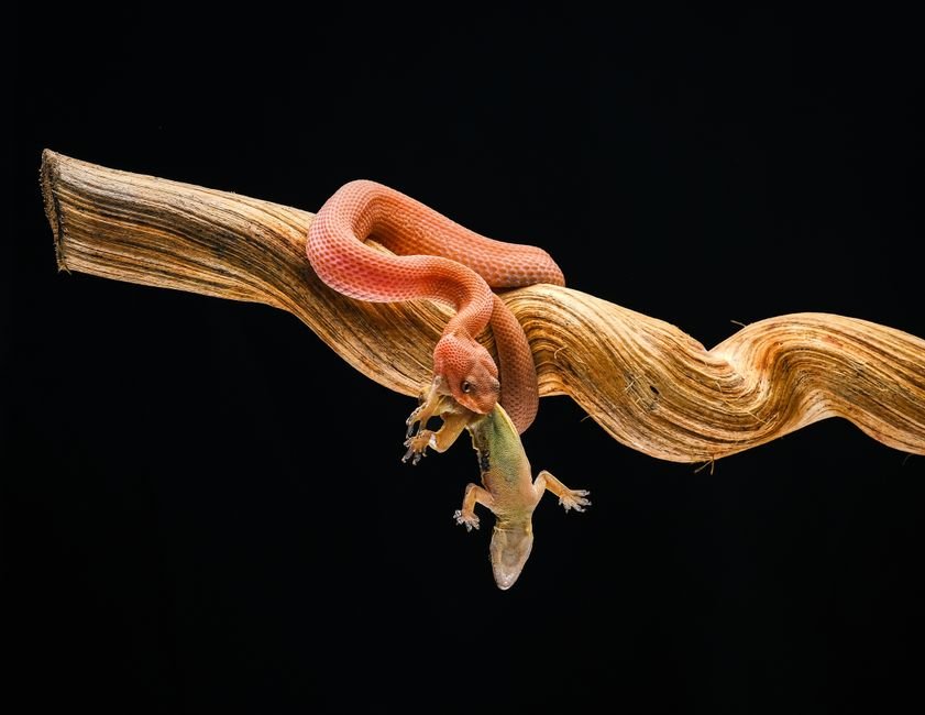 Sonhar com cobra amarela atacando