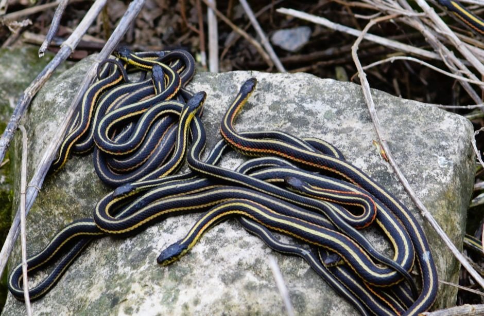 Sonhar com cobra amarela e preta juntas
