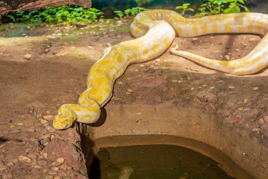 Sonhar com cobra amarela parada