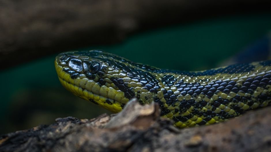 O que significa sonhar com cobra amarela