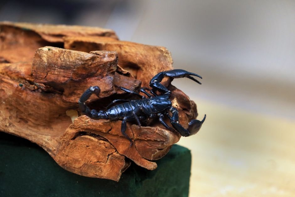 Sonhar com escorpião preto