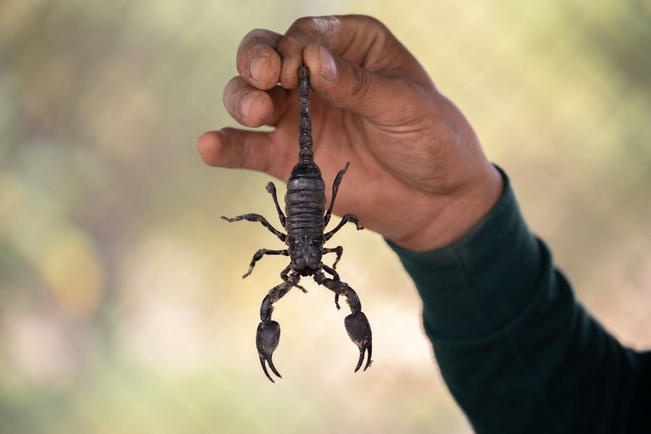 Sonhar com escorpião te picando