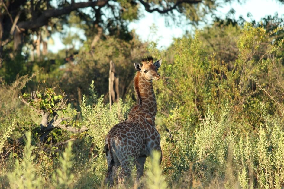 Sonhar com filhote de girafa