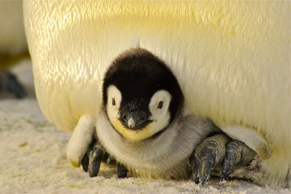 Sonhar com filhote de pinguim