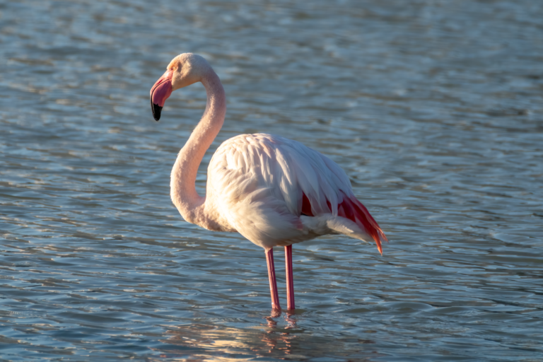 Sonhar com flamingo: o que isso pode realmente significar?