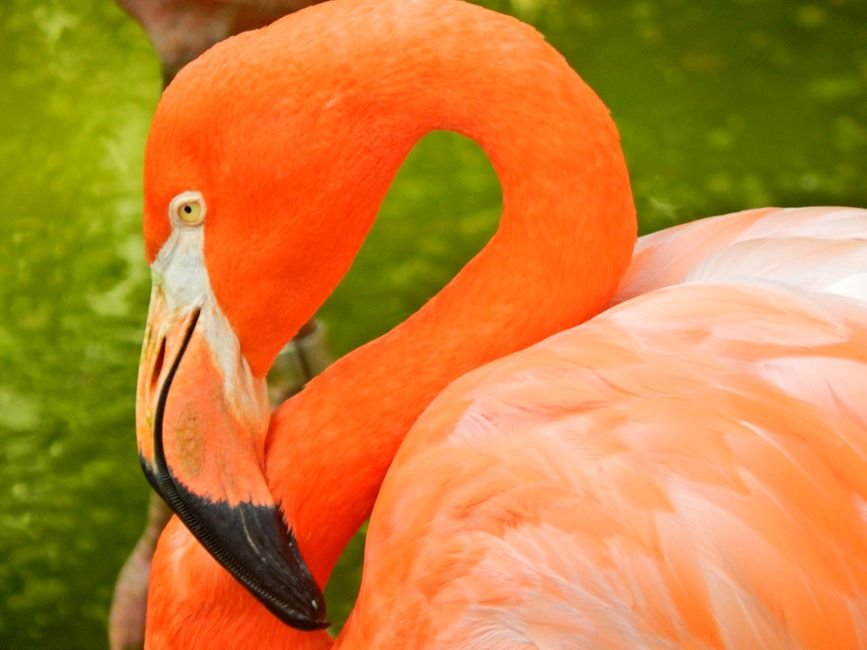 Sonhar com flamingo cor-de-rosa vibrante