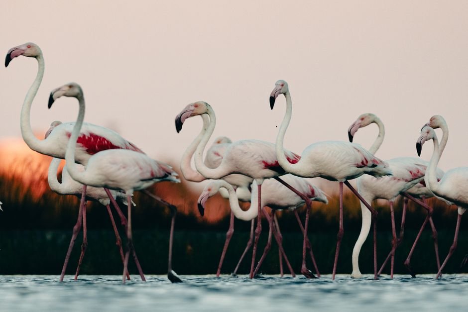 Sonhar com flamingo é bom ou ruim?