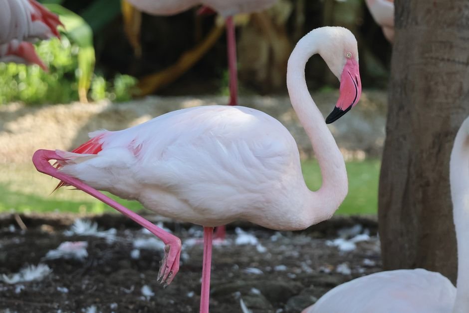 Sonhar com flamingo em pé numa perna só