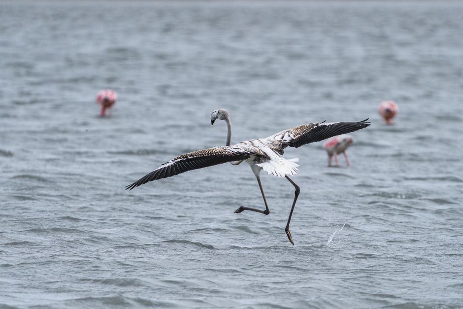 Sonhar com flamingo ferido ou fora d'água
