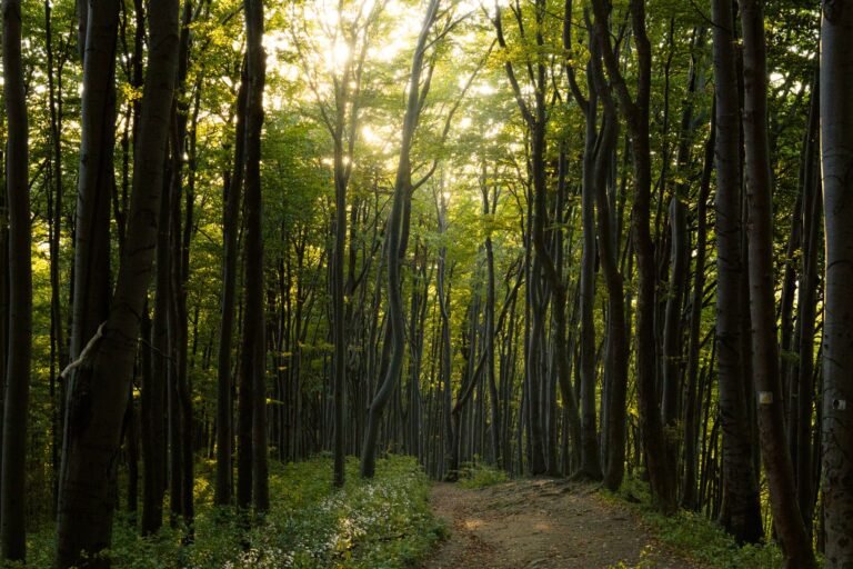 Sonhar com floresta: o que esse sonho pode realmente significar?