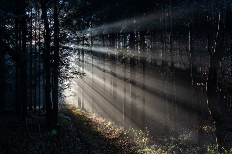 Sonhar com floresta cheia de luz