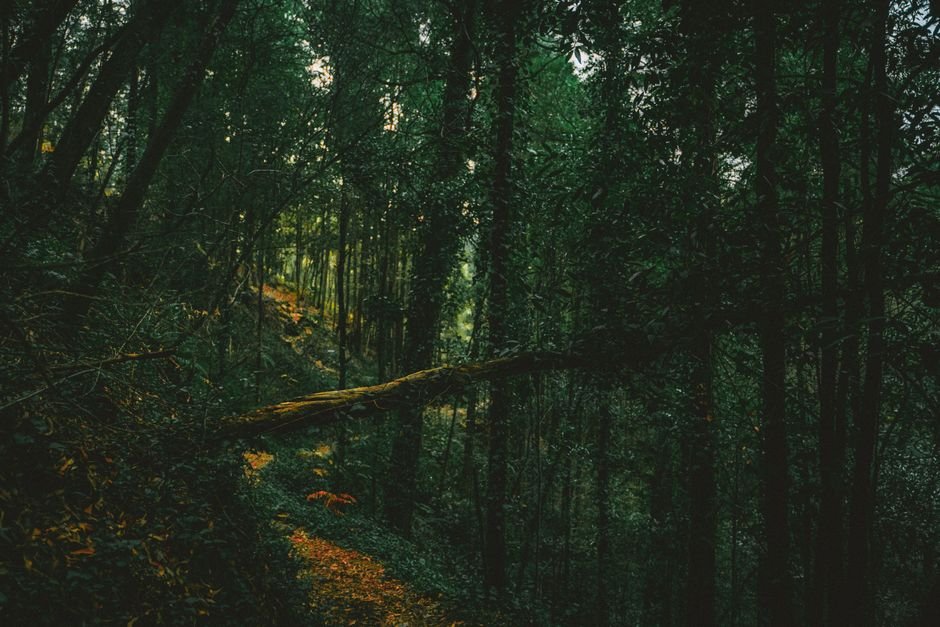 O que significa sonhar com floresta?