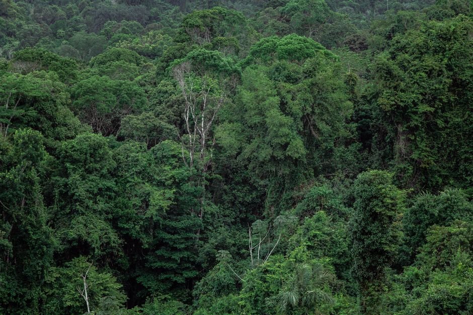 Sonhar com floresta tropical
