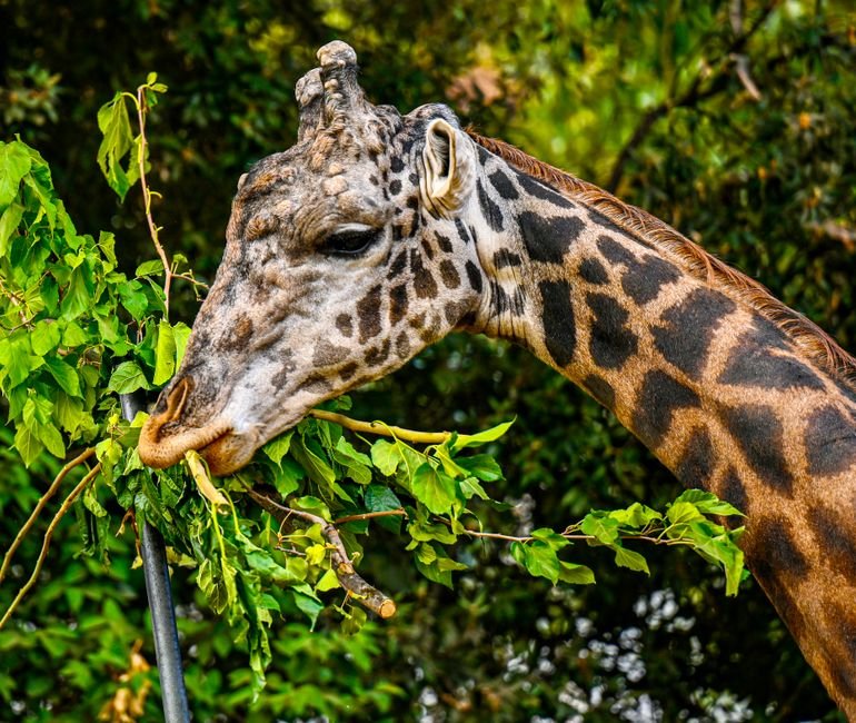 Sonhar com girafa calma, pastando