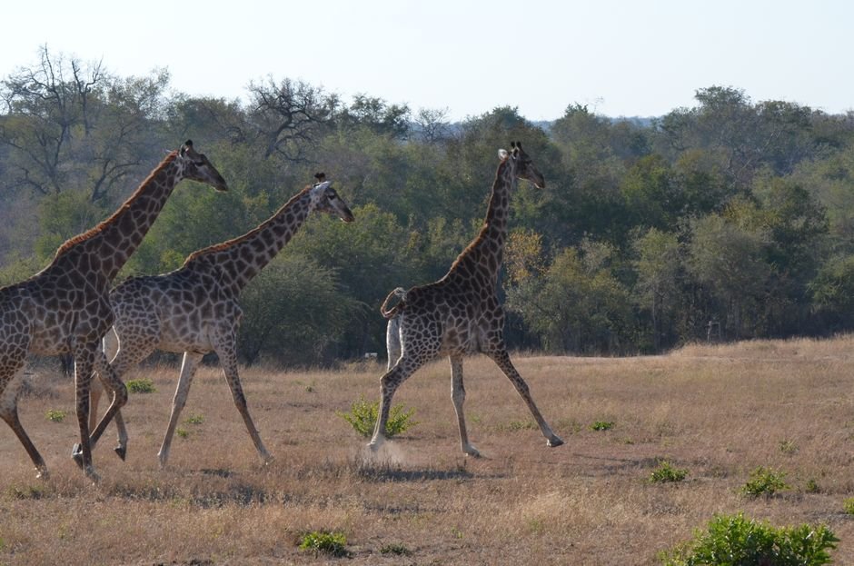Sonhar com girafa correndo