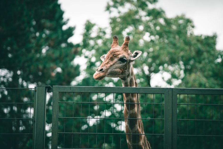 Sonhar com girafa presa em jaula ou zoológico