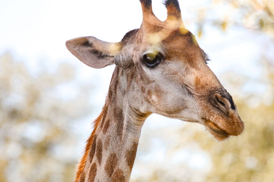 Sonhar com girafa te olhando de perto