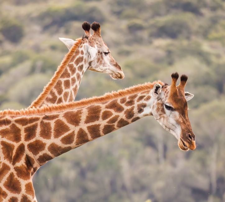 O que significa sonhar com girafa