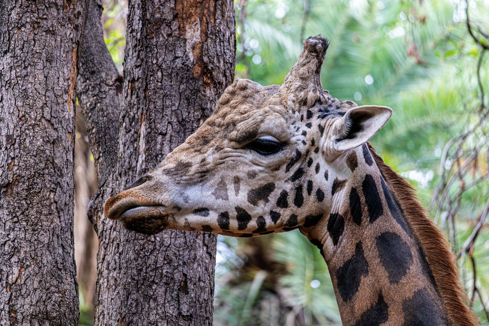Sonhar com Girafa: o que esse animal gigante revela sobre você?