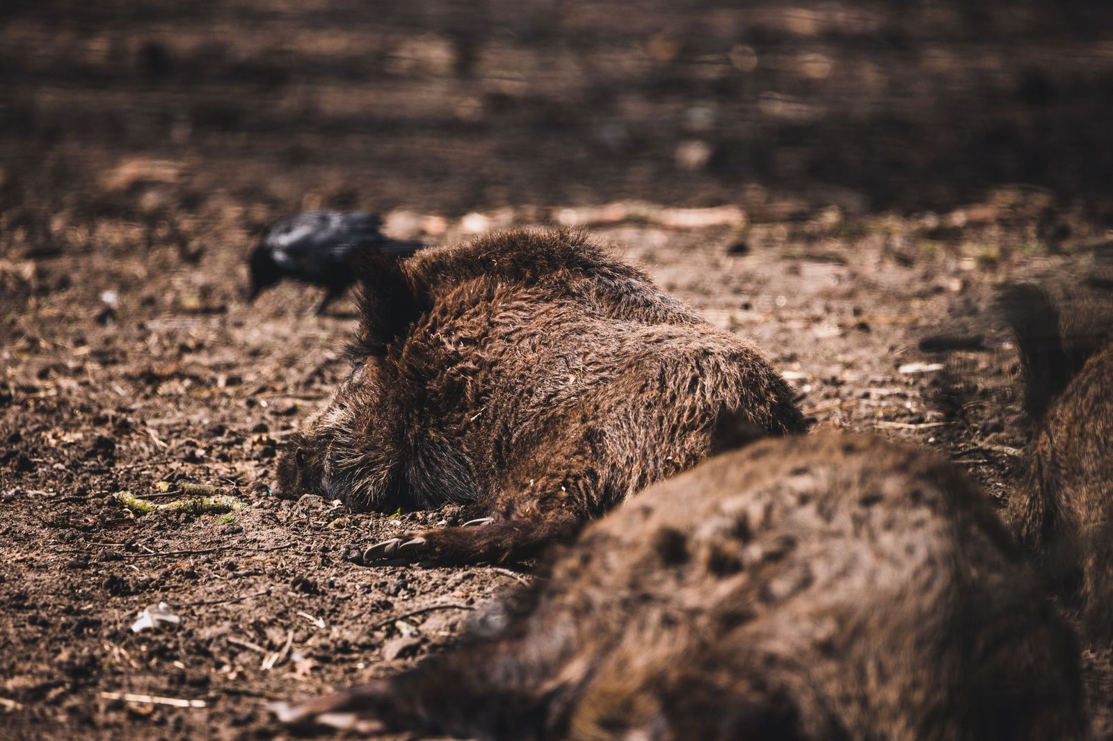 Sonhar com javali: por que esse bicho bravo aparece no seu sono?