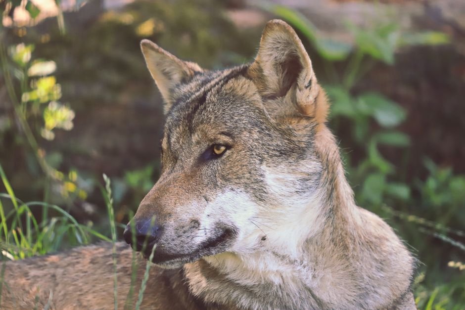 Planilha Resumo: Sonhar com Lobo
