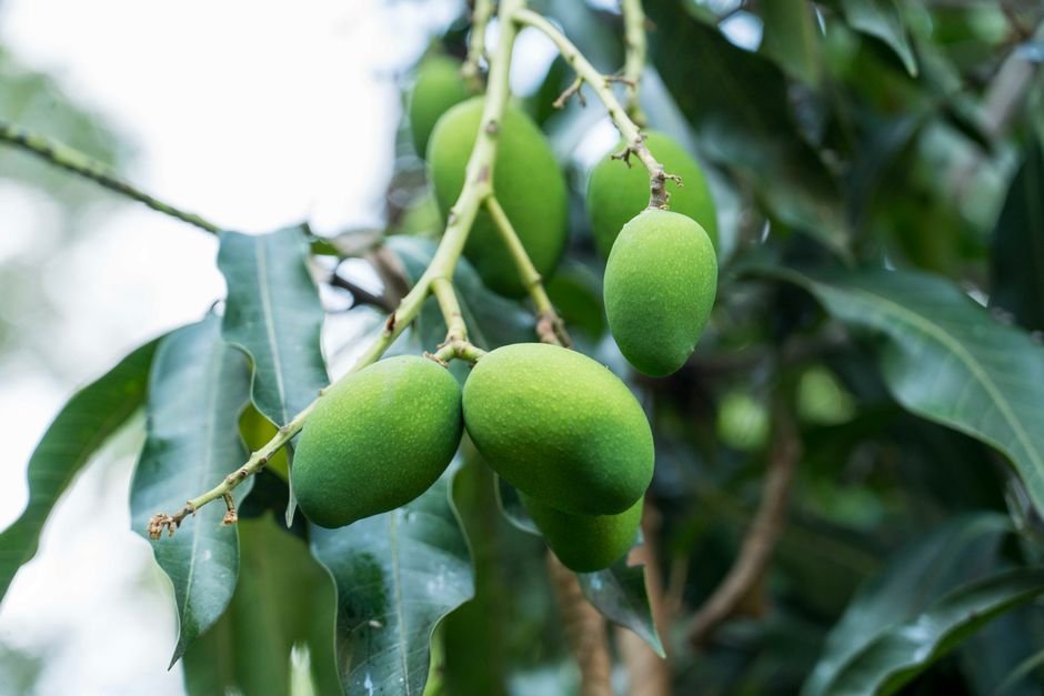 Sonhar com manga verde ou azeda