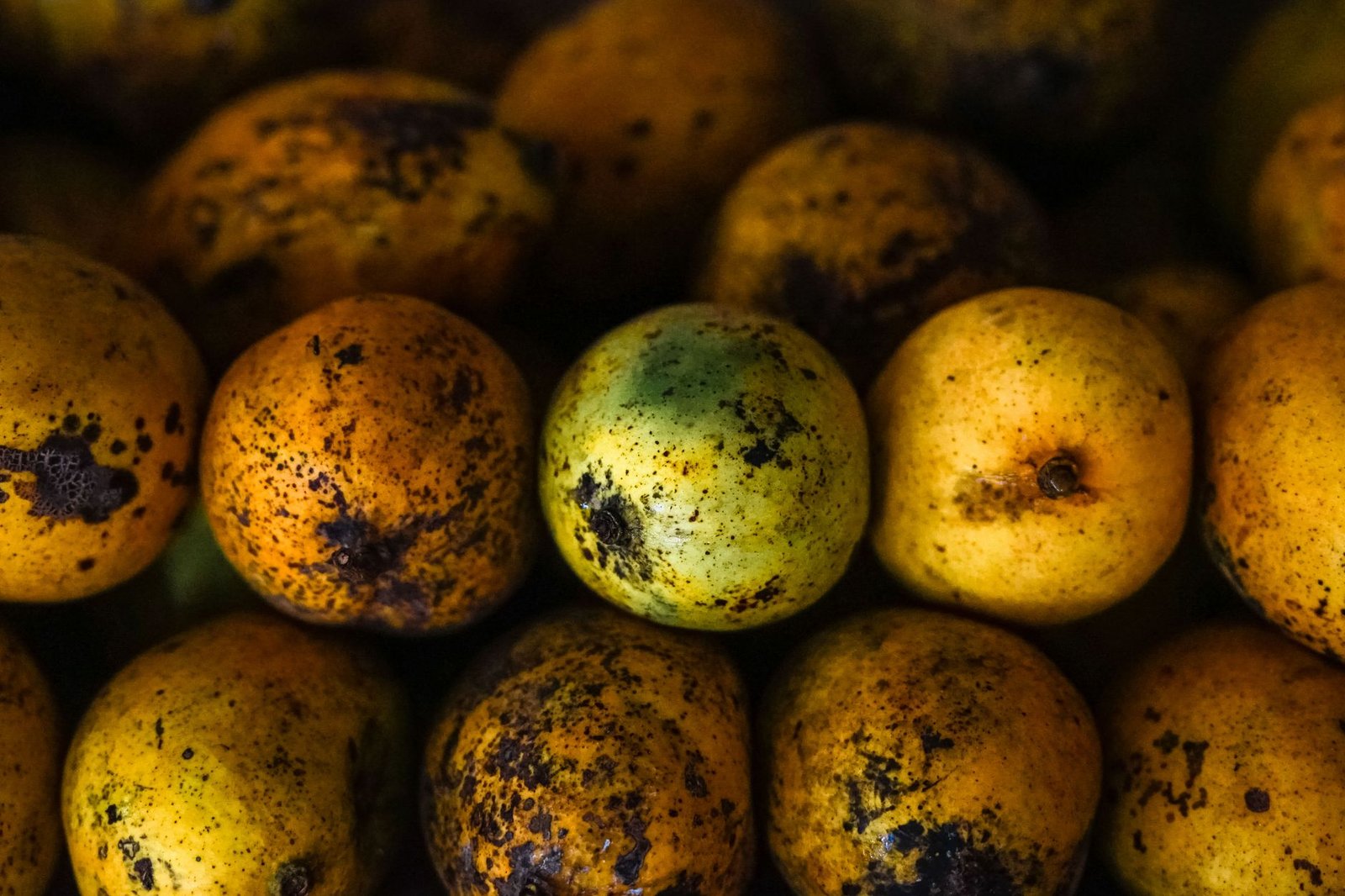 Sonhar com manga: o que essa fruta doce revela sobre sua fase de vida?